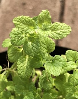 Mięta francuska „Habsheim”