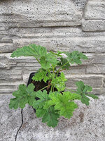 Pelargonia zapachowa morelowa „Birdbush Pink&Perky”