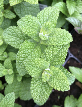 Mięta abruzyjska karmelowa