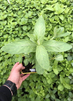 Mięta „Lanceolata”