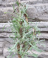 Bylica trójzębna „Wyoming"