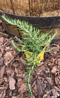 Rozmaryn „Foxtail”