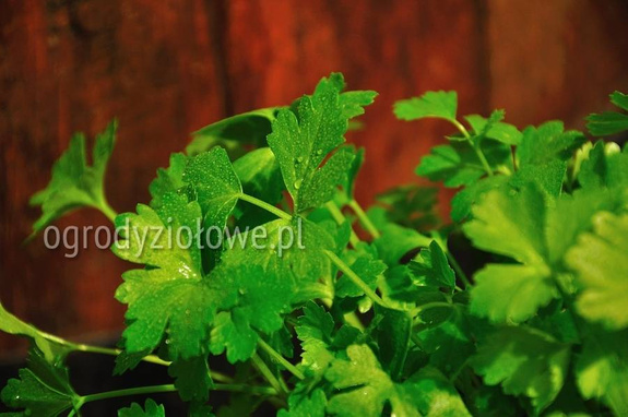 Seler listkowy karbowany