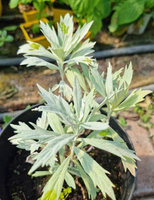 Bylica luizjańska „Silver Queen"