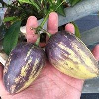 Pepino melonowe „Copa"