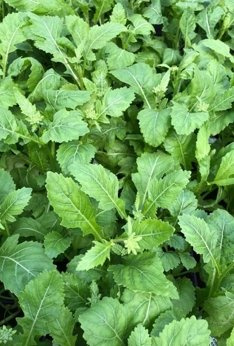 Rukola „Wasabi” wieloletnia