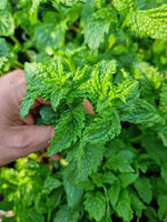 Mięta zielona karbowana Dewódzki