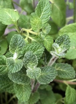 Mięta wonna owocowa „Hydrophyllum”