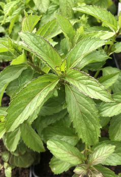 Mięta pieprzowa słodka