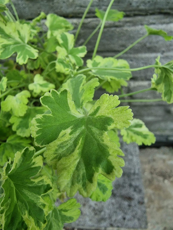 Pelargonia zapachowa „Fragrans Variegatum"