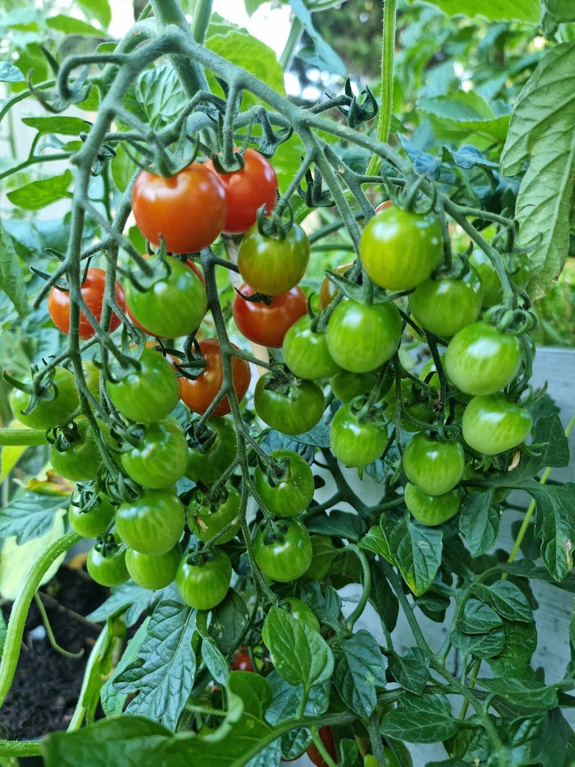 Pomidor koktajlowy „Tomato Sweet Million"