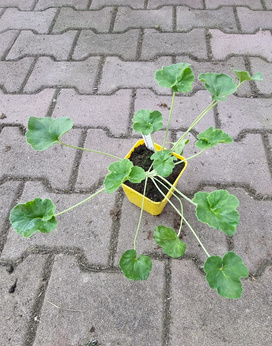 Pelargonia zapachowa lawendowa 'Lindy'