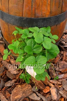 Truskawka zwisająca „Toscana”