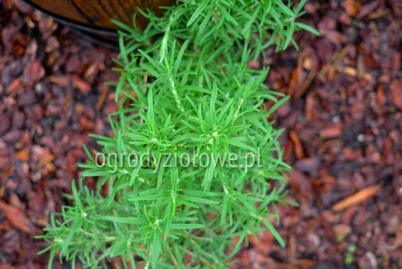 Rozmaryn „Hill Hardy” mrozoodporny