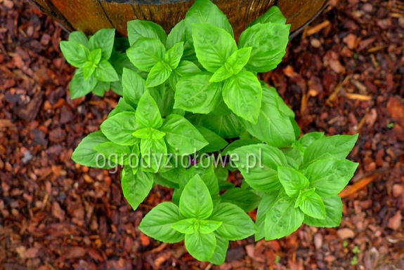 Bazylia „Mammut” wieloletnia