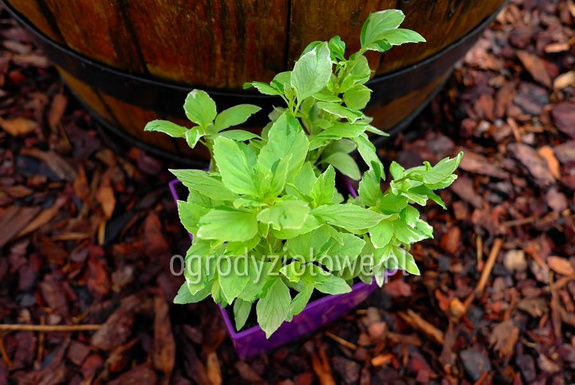 Bazylia pstra wieloletnia