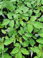 Pomidor koktajlowy „Tomaccio"