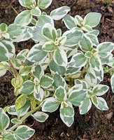 Tymianek cytrusowy karłowy Dewódzki