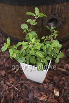 Mięta amerykańska grejpfrutowa