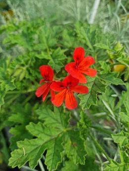 Pelargonia zapachowa „Scarlet Unique”