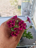 Pelargonia sukulentowa „Brigitte Stisser”