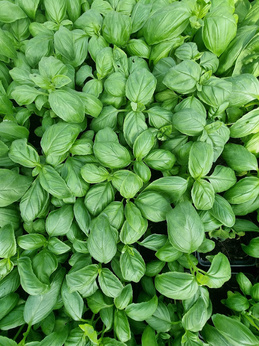 Bazylia zielona „Gervaso”