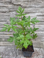 Pelargonia zapachowa „Asperum”