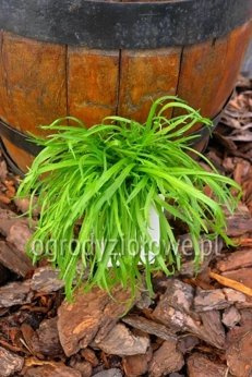 Sałata włoska  „Minutina ”