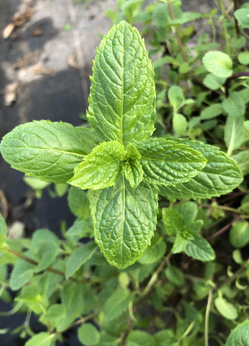Mięta „Balm mint”