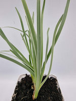 Tulbagia fioletowa  „Variegata"