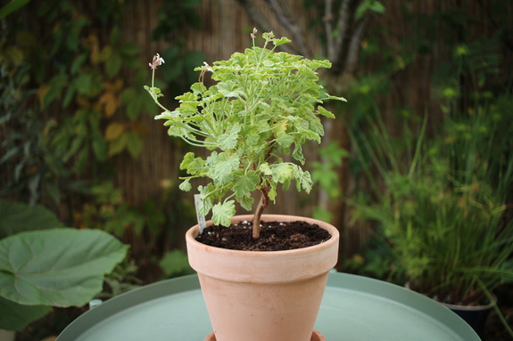Pelargonia zapachowa „Creamy Nutmeg"