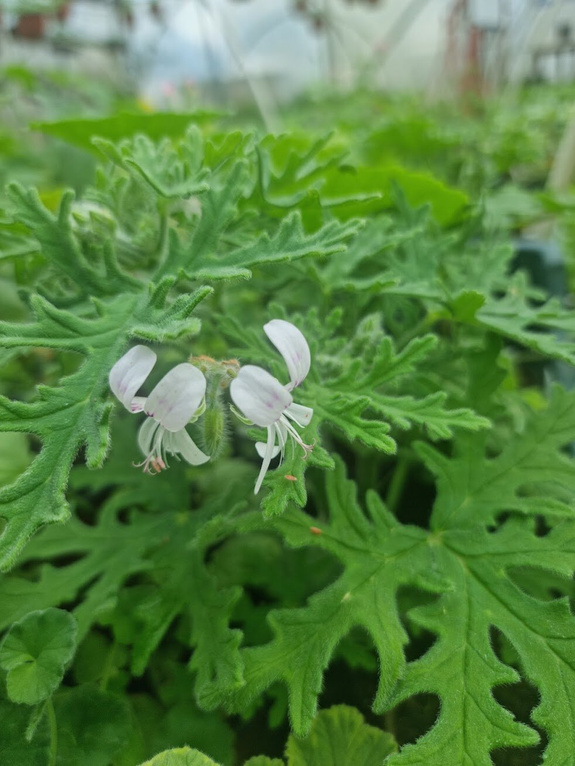Pelargonia zapachowa „White Graveolens”