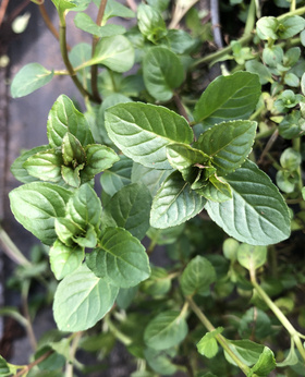 Mięta pieprzowa syberyjska