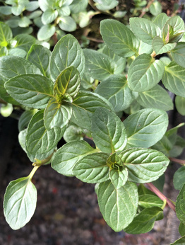 Mięta 'Wagners Kasnudel Minze'