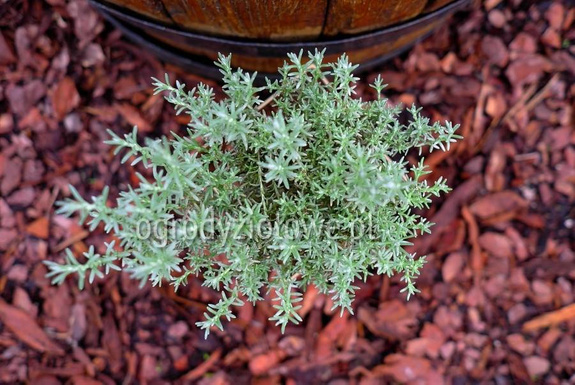 Kocanka włoska wąskolistna