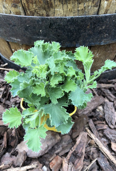Pelargonia zapachowa cytrynowa „Queen of Lemon”