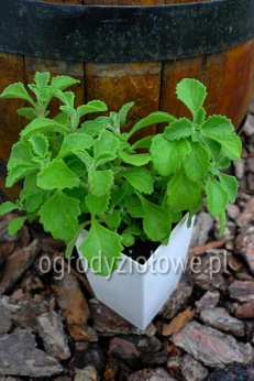 Plektrantus kamforowy