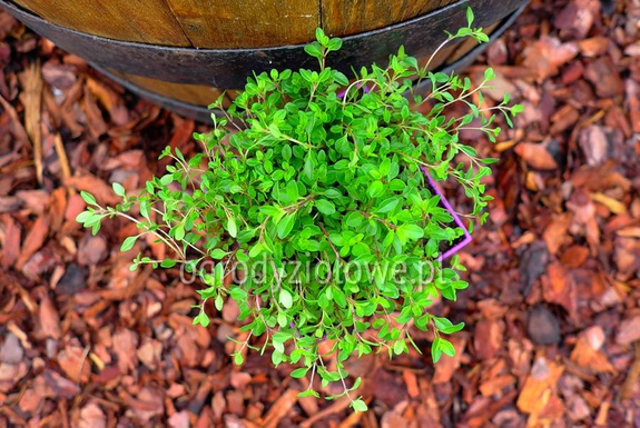 Macierzanka piaskowa