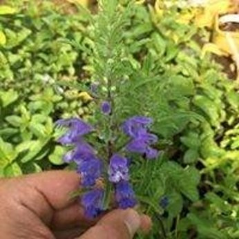 Melisa mołdawska „Pszczelnik”