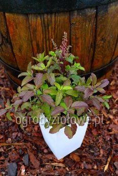 Bazylia święta purpurowa „Tulsi”