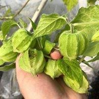 Rodzynek brazylijski