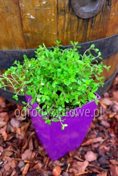 Macierzanka piaskowa