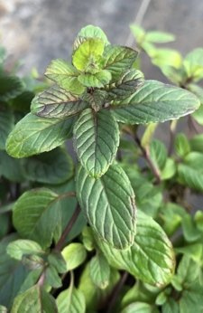 Mięta „Verte Blanche”