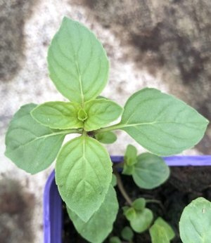 Mięta owocowa „Tante Hilde”