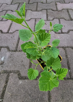 Pelargonia zapachowa kamforowa  „Betulinum”
