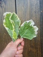 Jarmuż wieloletni zimozielony „Daubenton's Panache”