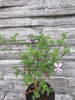 Pelargonia zapachowa „Fruticosum”