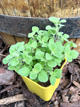 Kalaminta kocimiętkowata