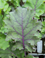 Jarmuż fioletowy „Scarlet"