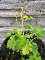 Pelargonia zapachowa brzoskwiniowa „Peach Cream”